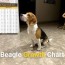 beagle growth weight chart from puppy