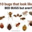 10 bugs that look like bed bugs but