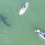 great white sharks in del mar drone
