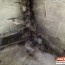 mold on concrete how to prevent and