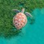 sea turtles often lose their way but