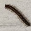 controlling millipedes in and around