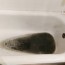 sewage coming through the bathtub drain