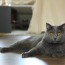 chartreux cat breed info pictures