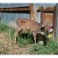 chronic wasting disease found in