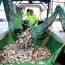 shrimp boats clean dead fish from tampa