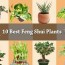 feng shui plants 10 plants to bring