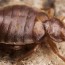 do bed bugs live outdoors jp pest