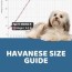 havanese size guide how big does a