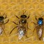 honey bee apis mellifera worker left