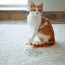 cat urine smells out of carpet