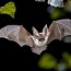 keep bats away from your porch and house