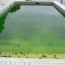 salt water pool turning green how to