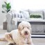 the best pet proof carpet for your home