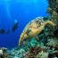 sea turtle habitat sea turtle facts