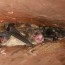 bats in your attic in orlando fl