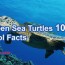 green sea turtles endangered animals