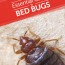 the essential guide to bed bugs