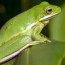 what do green tree frogs eat az animals