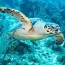world sea turtle day june 16 2023