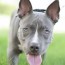 pocket bully dog breed 7 must know