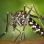 mosquito control okil singapore