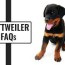 rottweiler faqs all questions