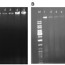 genomic dna resolved on 0 8 agarose