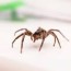 how to keep spiders away 19 natural