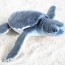 baby green sea turtle