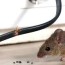 get rid of mice and rats in the house