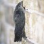 chimney swifts the urban birder world
