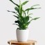 14 best feng shui plants for your home