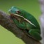 american green tree frog untamed science