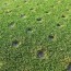 how long do aerated greens take to heal