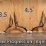 mule deer age progression zen