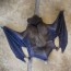 how do you get a bat out of your house