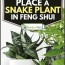 a snake plant in feng shui