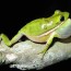 green treefrog care sheet reptiles