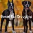 boxer ear cropping facts what we think