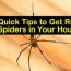 tips to get rid of spiders in your house
