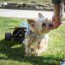 yorkie growth weight chart puppy to