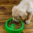 labrador retriever puppy feeding chart