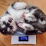 puppy weight calculator how big will