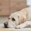 causes of dog obesity and how to
