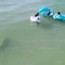 drone footage shows how sharks creep up