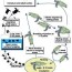 the sea turtle life cycle source
