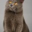 chartreux cat breed profile litter robot