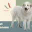 great pyrenees dog breed information