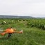 using drones for precision farming how